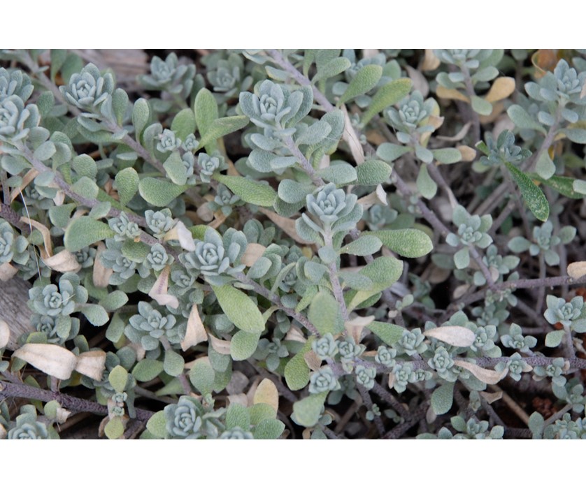 Mountain Alyssum